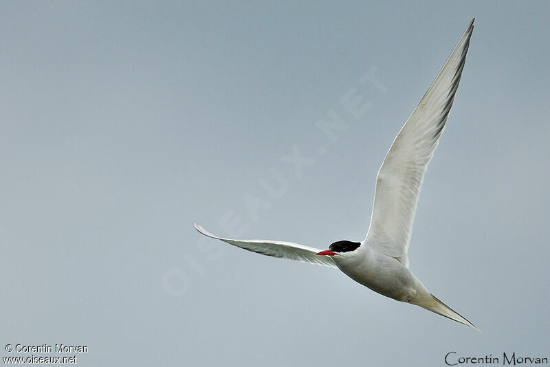 Arctic Tern