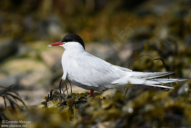 Arctic Tern