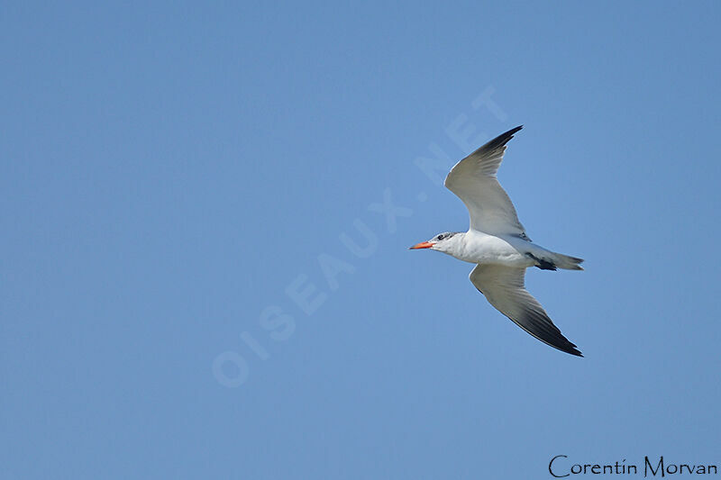 Caspian Tern