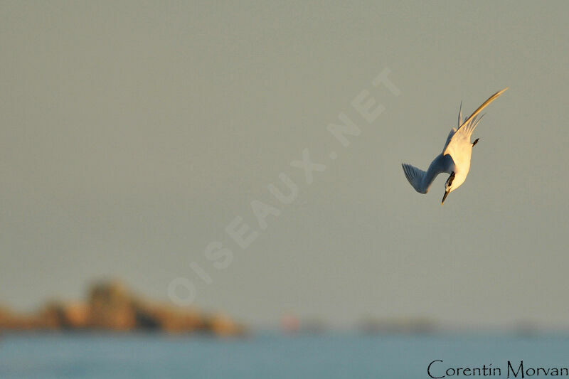 Sandwich Tern