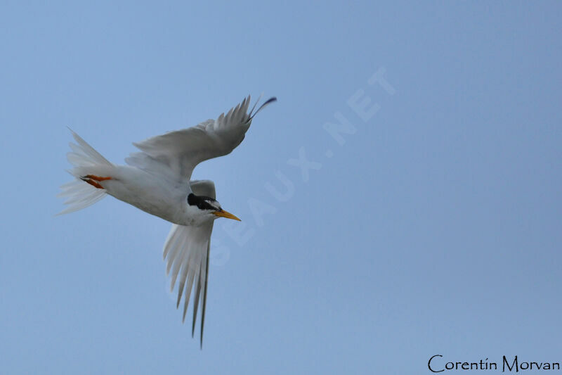 Little Tern