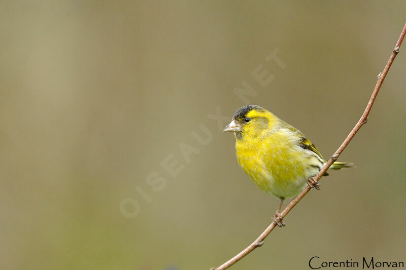 Eurasian Siskin