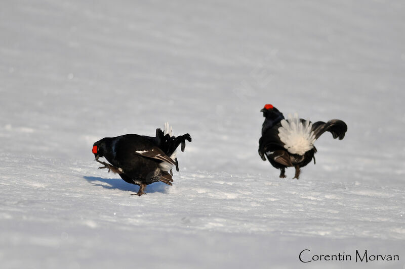 Black Grouse male adult