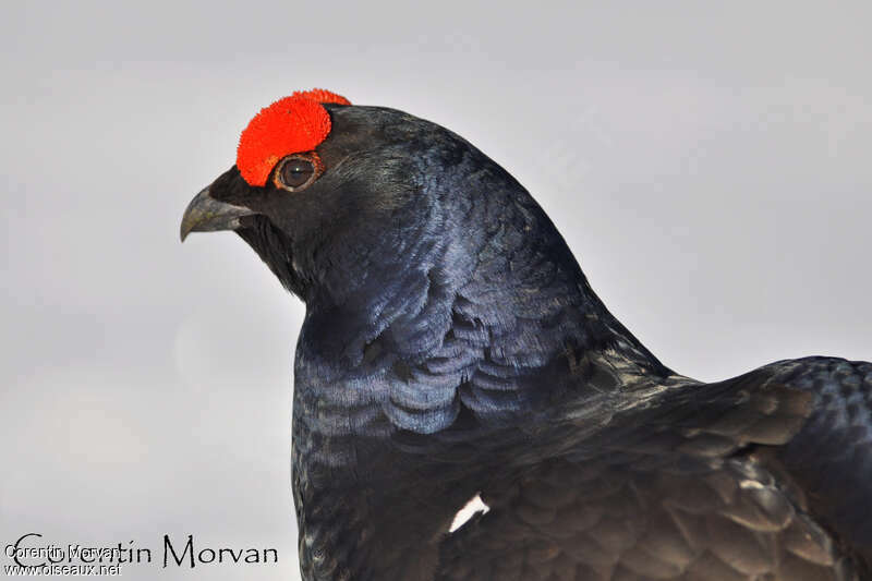 Black Grouse male adult breeding, close-up portrait