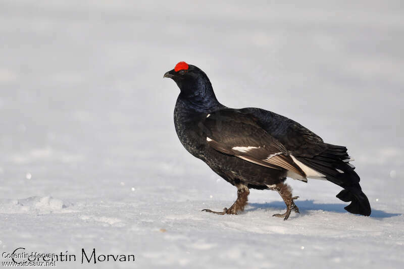 Black Grouse male adult breeding, identification