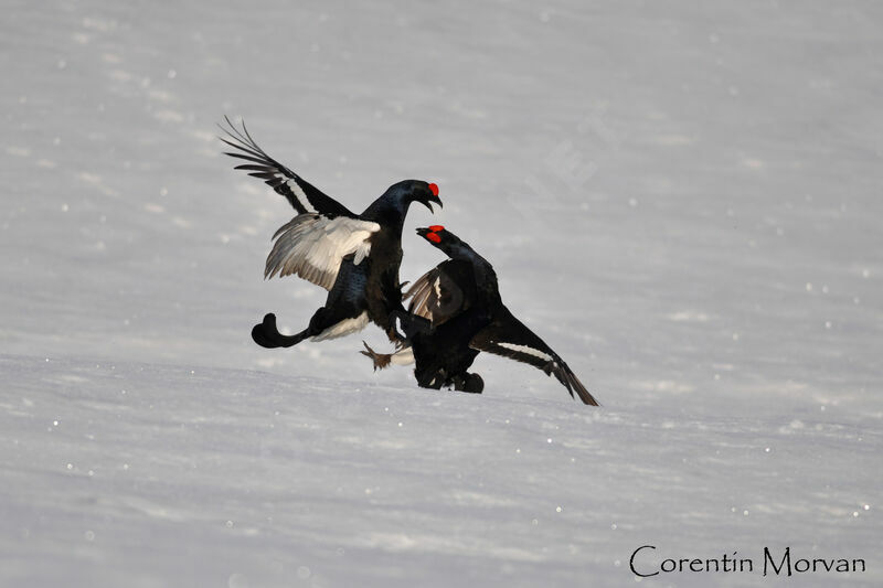 Black Grouse male adult