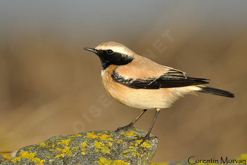 Desert Wheatear male adult, pigmentation