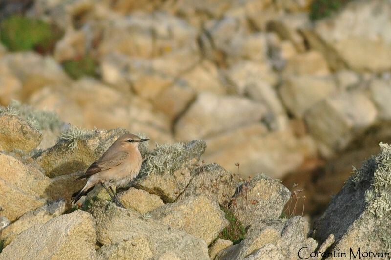 Isabelline Wheatear