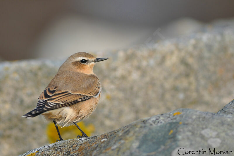 Northern Wheatear