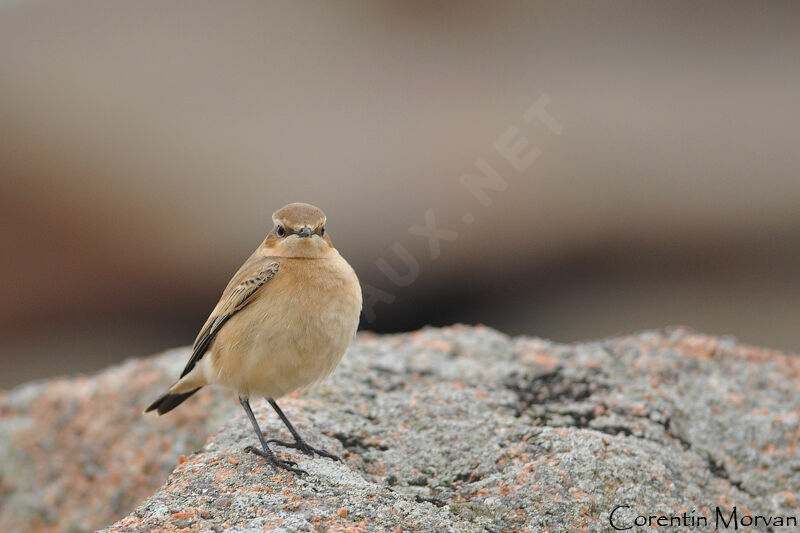 Northern Wheatear