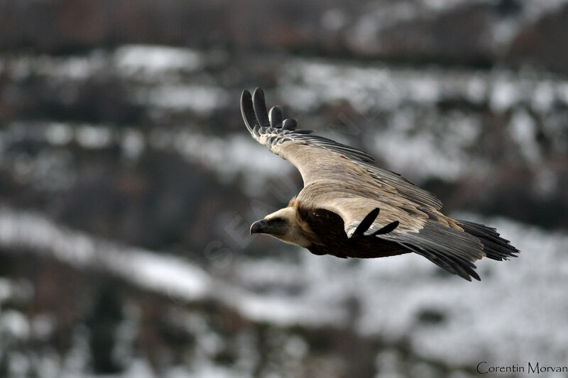 Vautour fauve