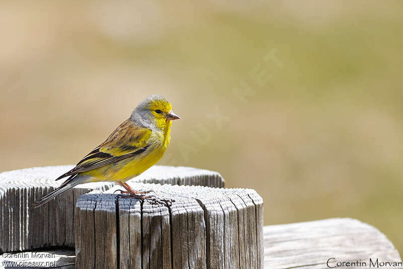 Corsican Finch male adult breeding, identification