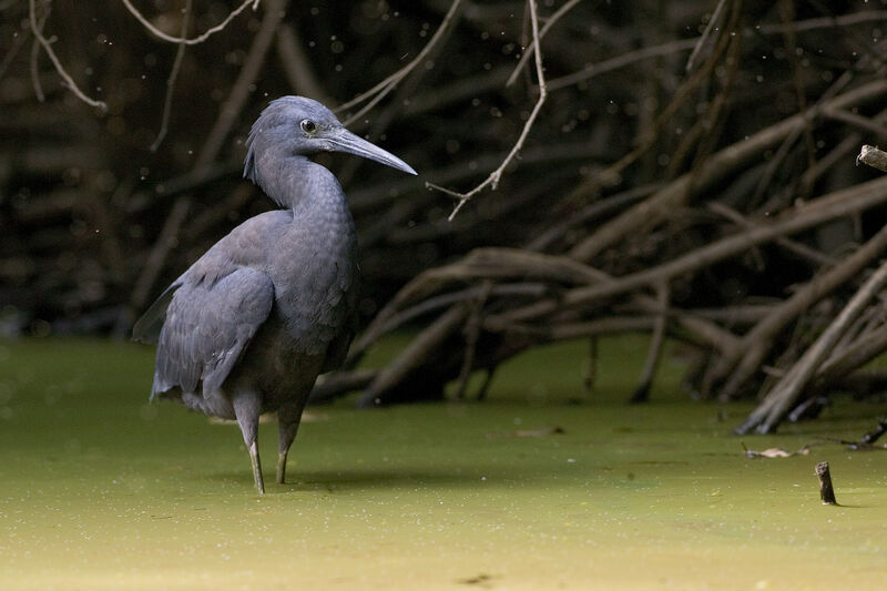 Aigrette ardoisée, habitat