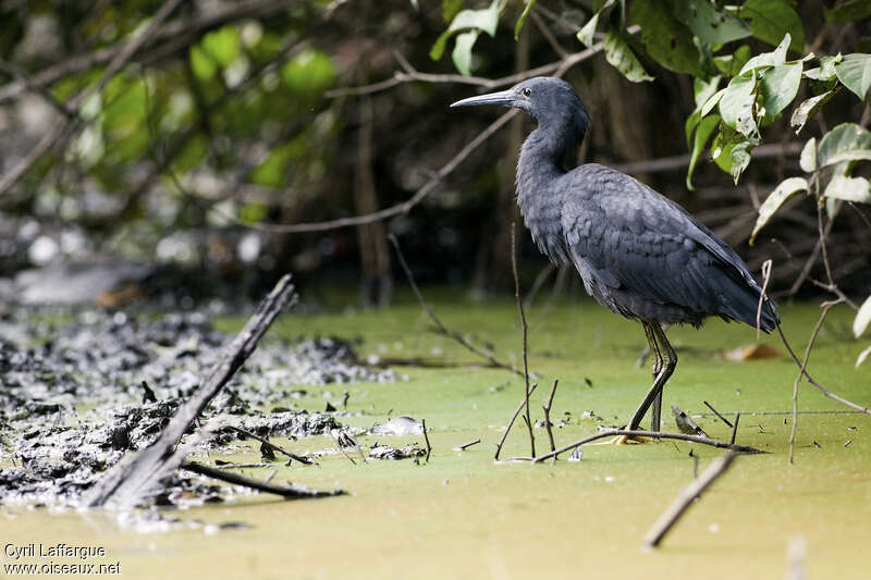 Aigrette ardoiséejuvénile, habitat