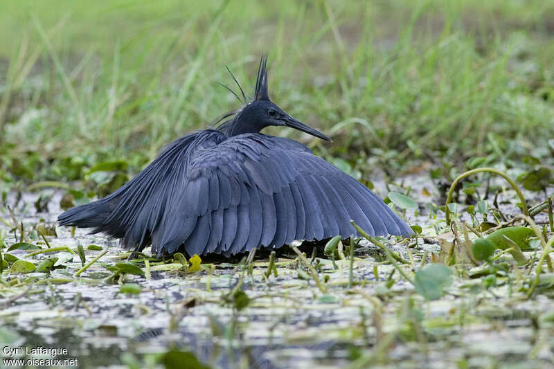 Aigrette ardoiséeadulte, habitat, pêche/chasse