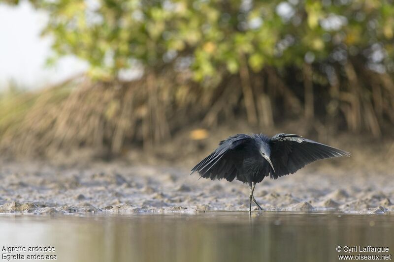 Black Heronadult, habitat, walking