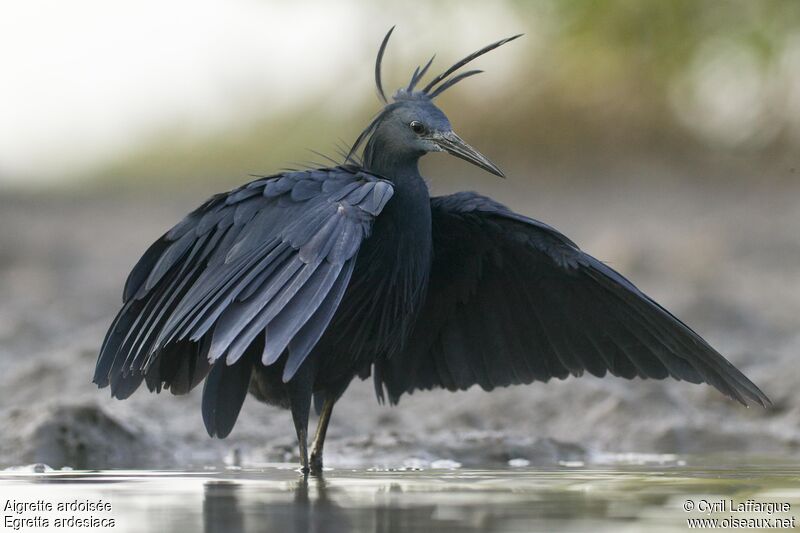 Black Heronadult, identification