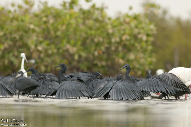 Black Heronadult, fishing/hunting, Behaviour