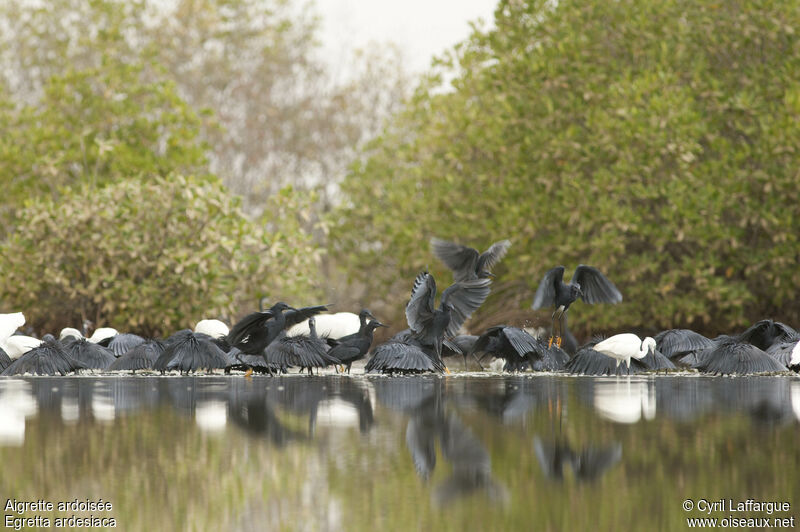 Black Heron, habitat, fishing/hunting