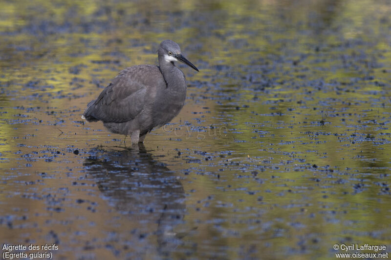 Western Reef Heron