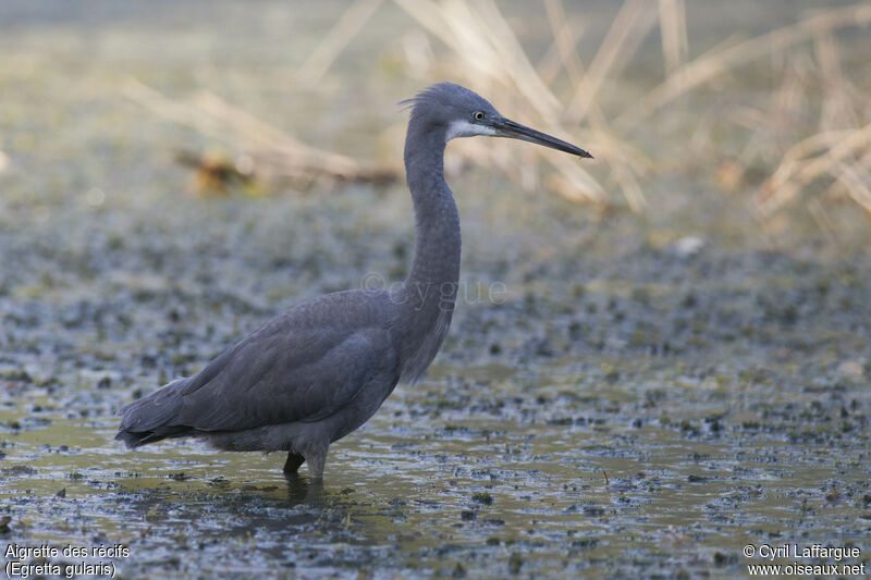 Western Reef Heron