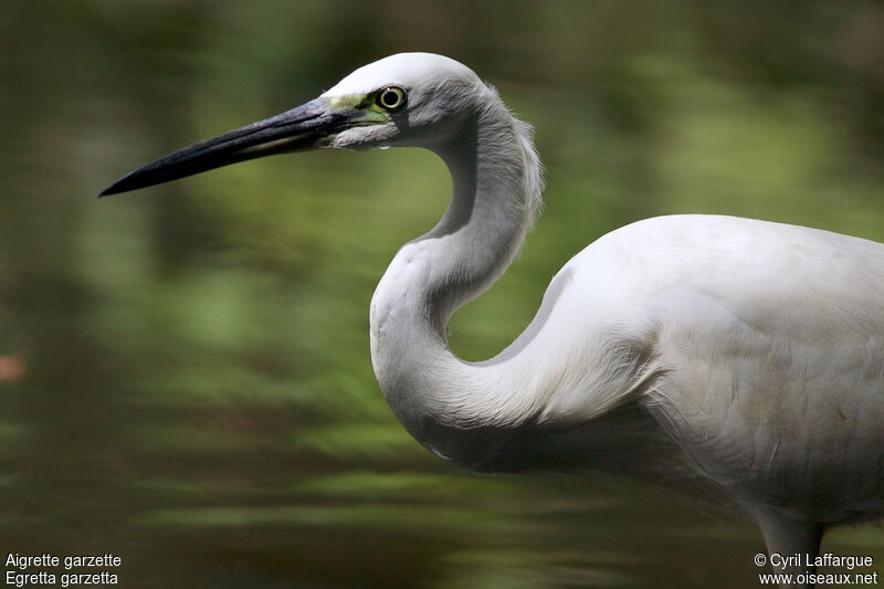 Aigrette garzette