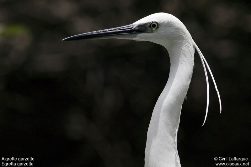 Little Egret