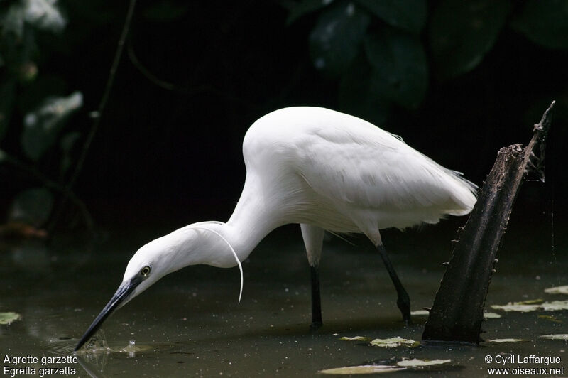 Little Egret