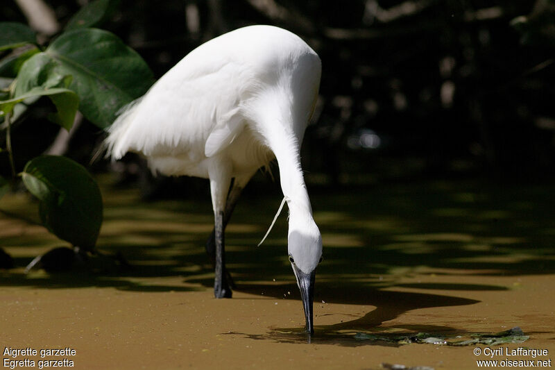 Aigrette garzette