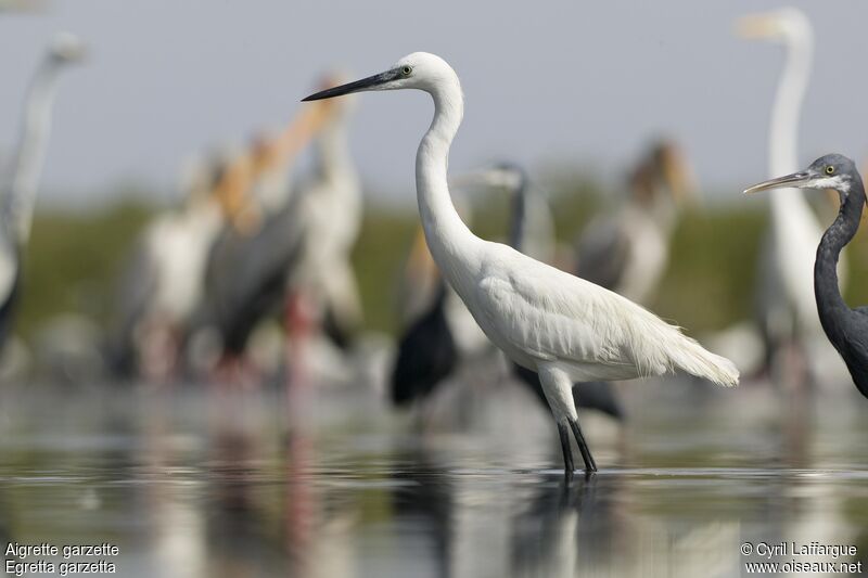 Little Egret