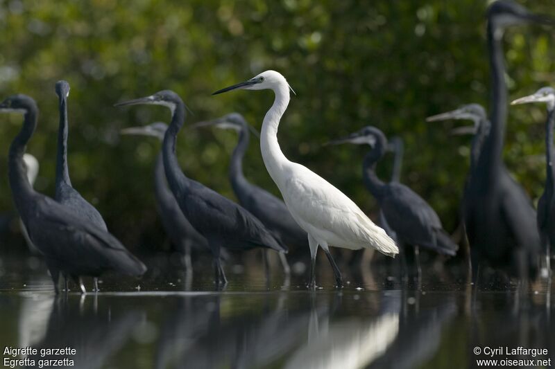 Aigrette garzette, identification