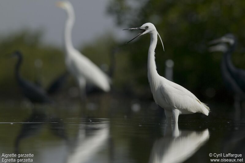 Little Egret