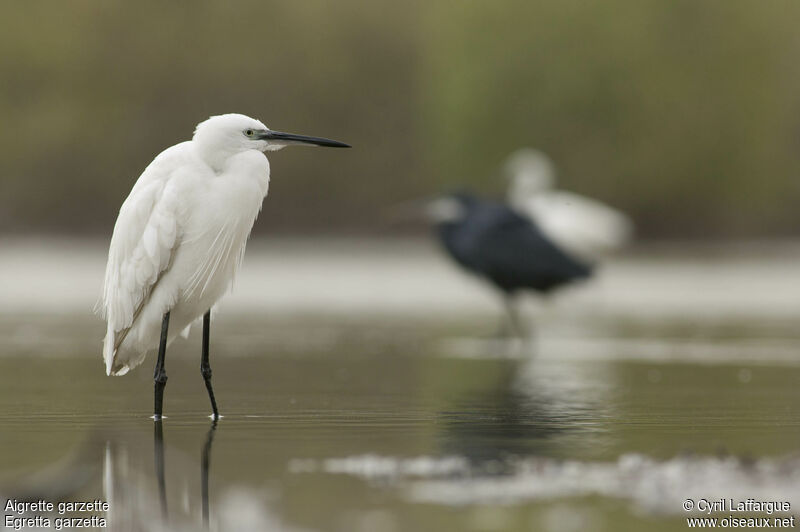 Little Egretadult, identification