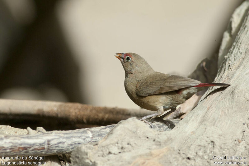 Red-billed Firefinch female adult, identification