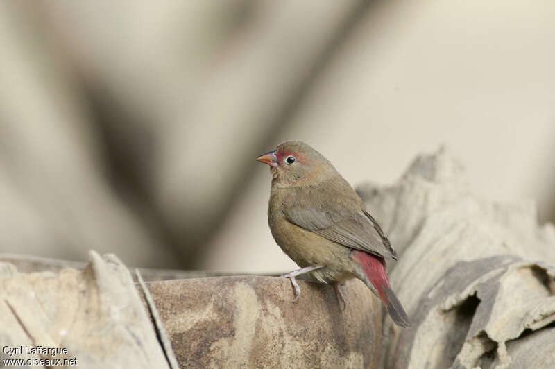 Amarante du Sénégal femelle adulte, identification