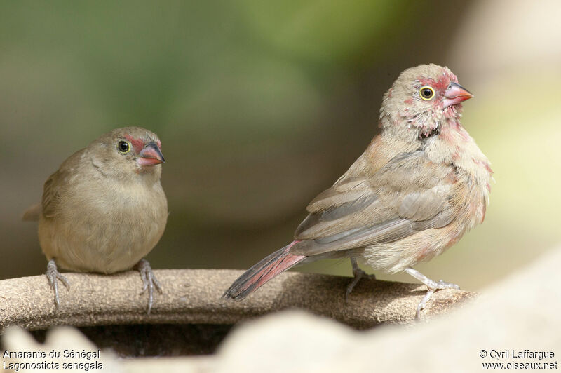 Amarante du Sénégal mâle immature, identification