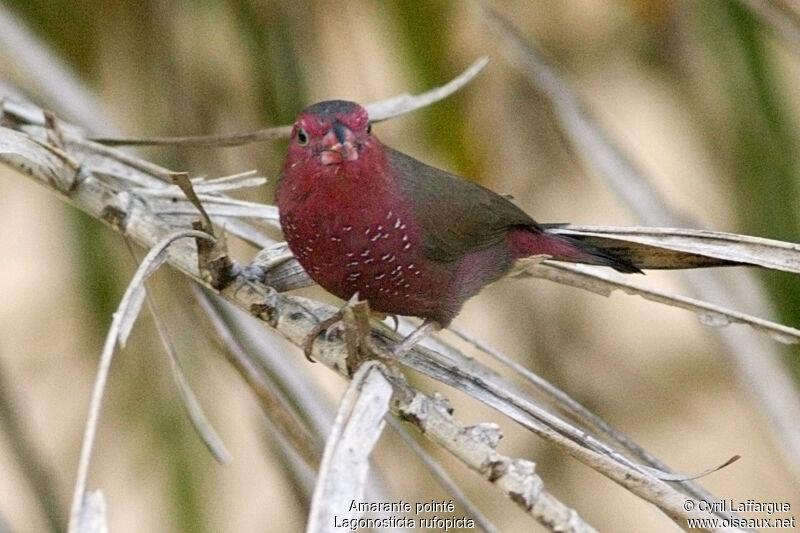 Amarante pointéadulte, identification