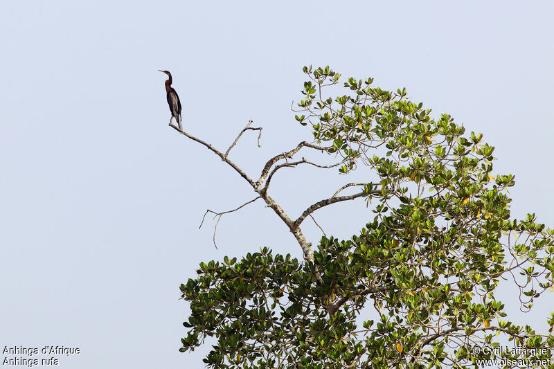 Anhinga d'Afrique