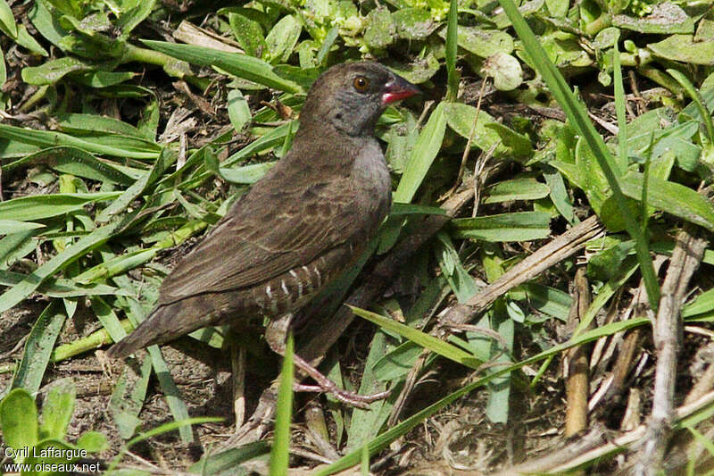 Astrild-caille à lunettes femelle adulte, identification