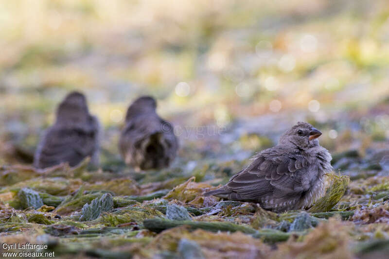 Quailfinch female adult, identification