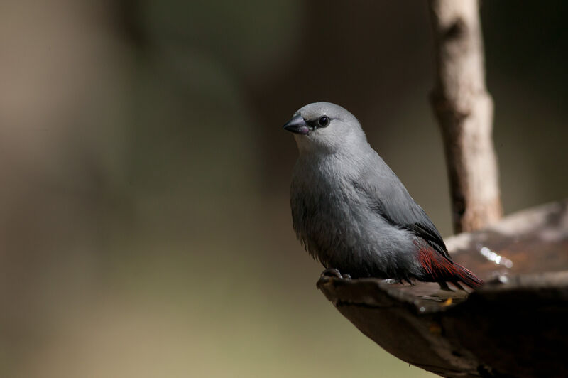 Lavender Waxbill