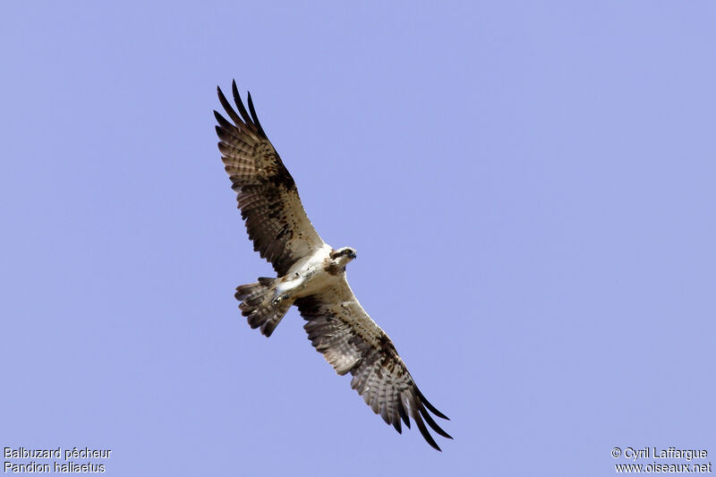 Balbuzard pêcheur