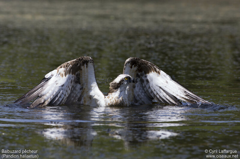 Osprey