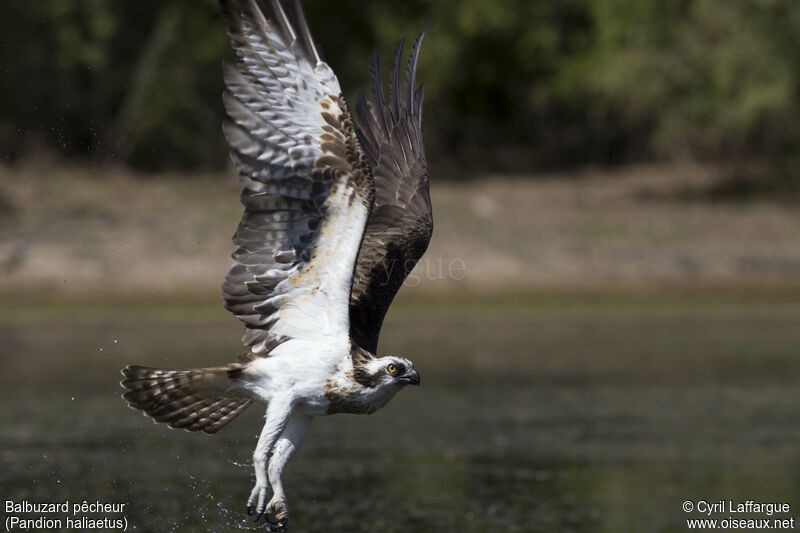 Balbuzard pêcheur