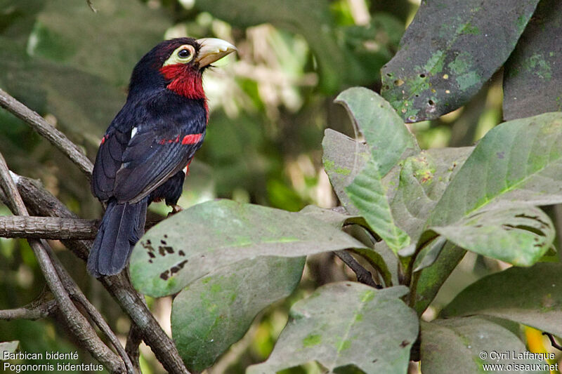 Double-toothed Barbet