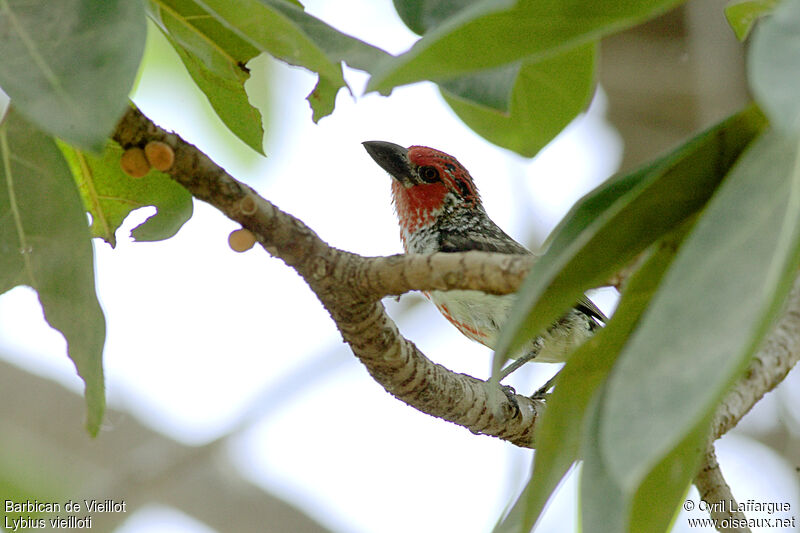 Vieillot's Barbet