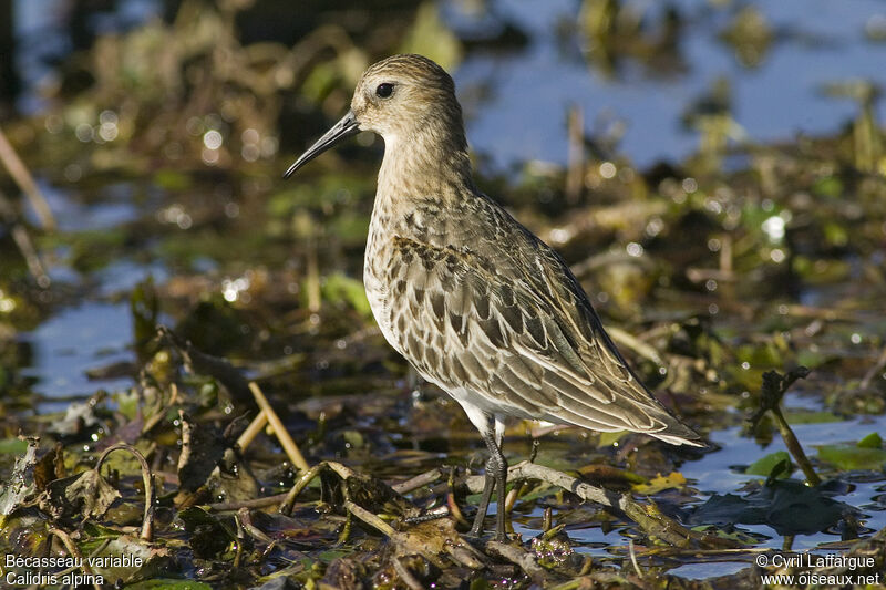 Bécasseau variable