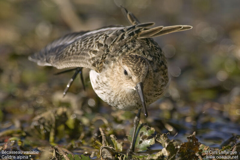 Bécasseau variable