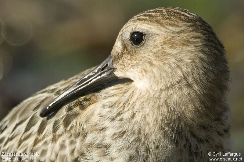 Bécasseau variable