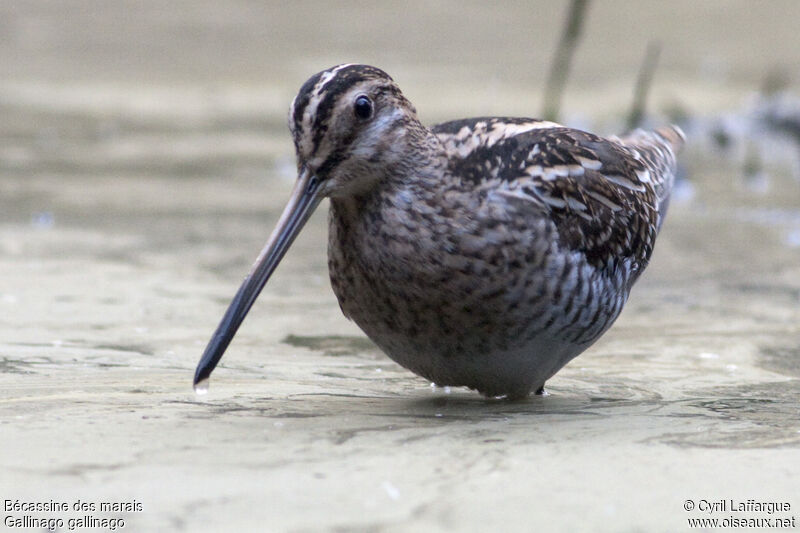 Common Snipe